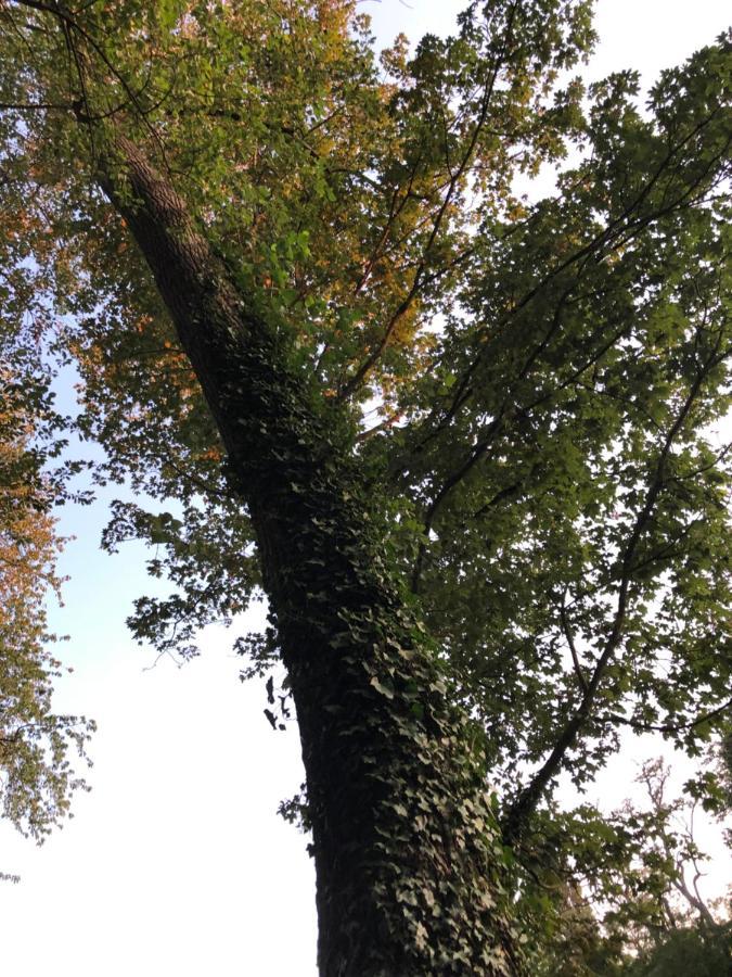 Appartamento O'Berges D'Astacus Beloeil Esterno foto